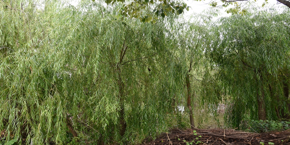 行業(yè)規(guī)范化致綠化品種更迭變慢 苗木企業(yè)未來(lái)的路怎么走