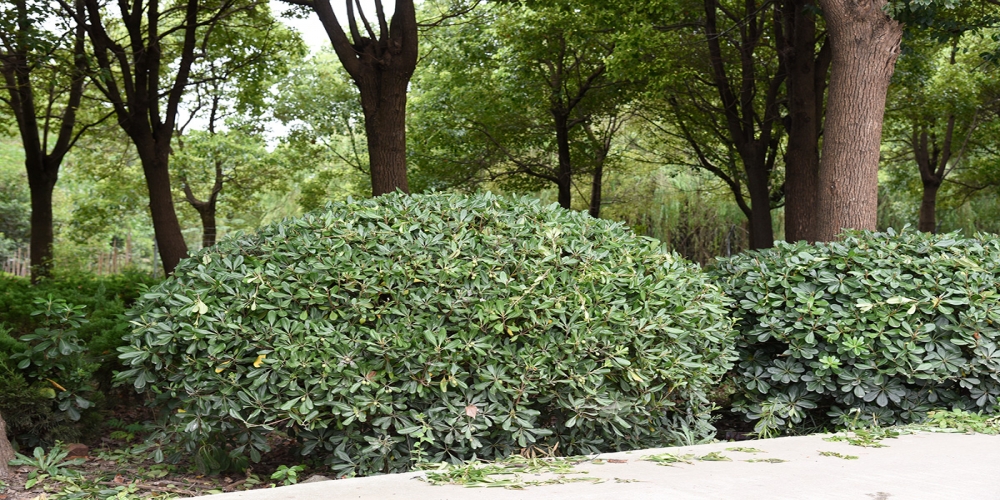 一花一木都是苗農(nóng)心血 互聯(lián)網(wǎng)時(shí)代苗農(nóng)再添新出路